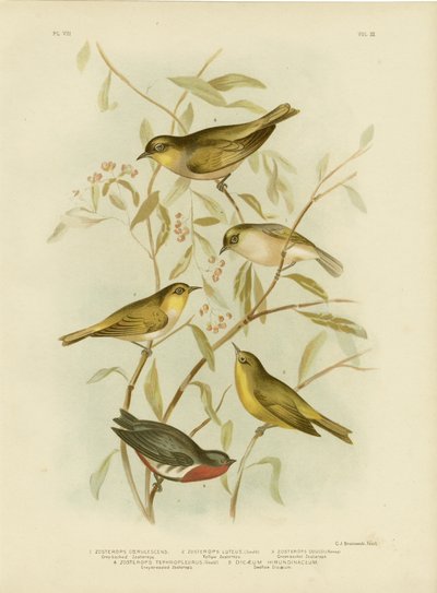 Grey-Backed Zosterops (1891) by Gracius Broinowski